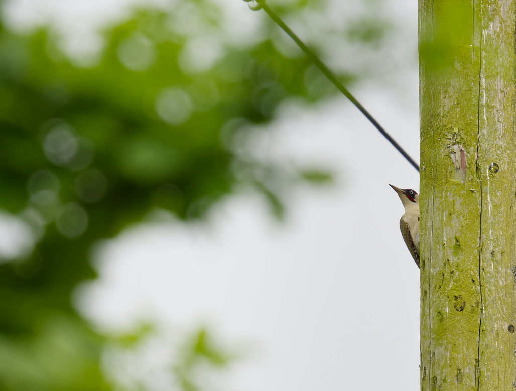 Photo of Green Woodpecker